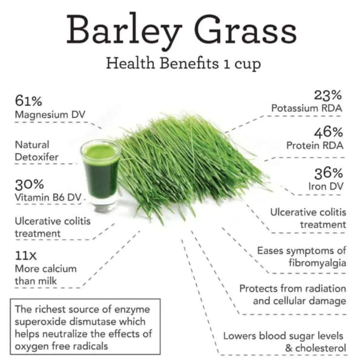 NAVETA™ Barley grass powder 100% Pure & Organic (20 Packs)